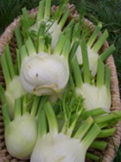 Produktfoto zu Fenchel