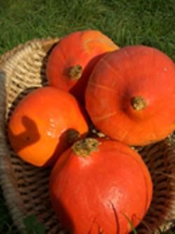 Produktfoto zu Hokkaido-Kürbis orange