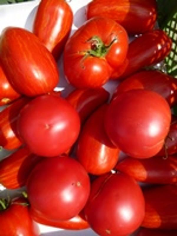 Produktfoto zu Fleischtomaten, samenfest Mix