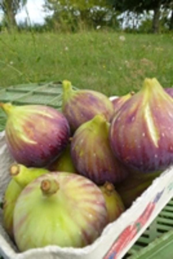 Produktfoto zu Feigen, frische, schwarz