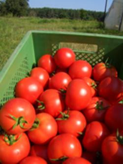 Produktfoto zu Strauchtomaten