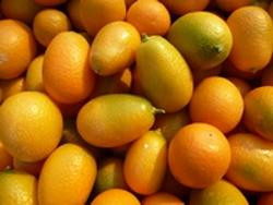 Produktfoto zu Kumquat