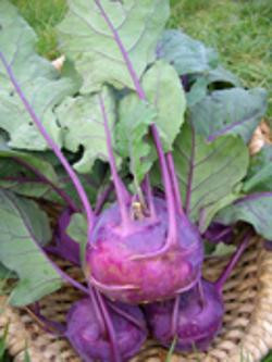 Produktfoto zu Kohlrabi