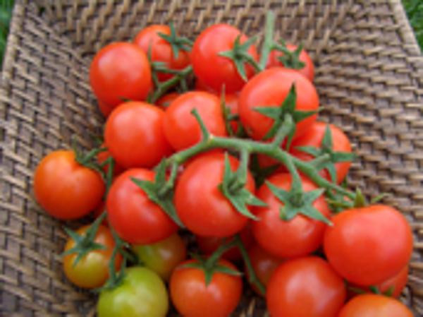 Produktfoto zu Cherrystrauchtomaten