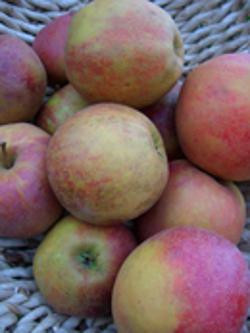 Produktfoto zu Apfel Roter Boskoop