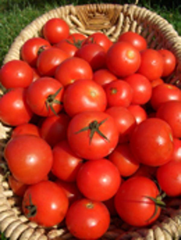 Produktfoto zu Almas Garten Tomaten