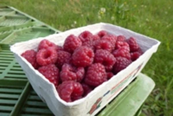 Produktfoto zu Himbeeren 125g