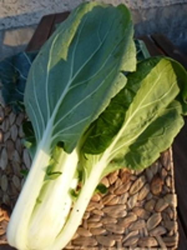 Produktfoto zu Pak Choi (Chin. Senfkohl)