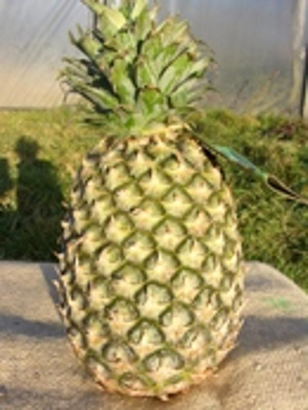 Produktfoto zu Ananas Extra Sweet