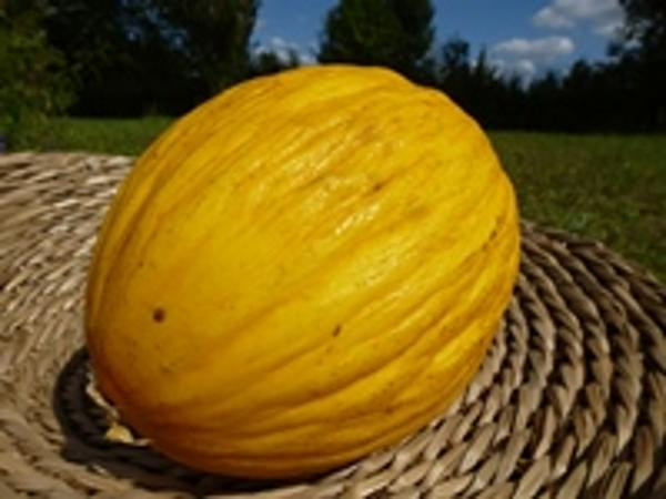 Produktfoto zu Honigmelone CANARI gelb